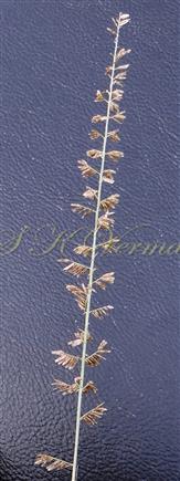  Inflorescence